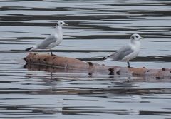 Rissa tridactyla pollicaris