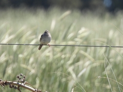 Ammodramus humeralis