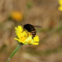 Amegilla quadrifasciata maderae