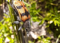 Astylus trifasciatus