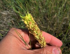 Castilleja lutescens