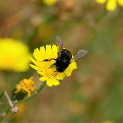 Amegilla quadrifasciata maderae