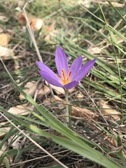 Crocus thomasii
