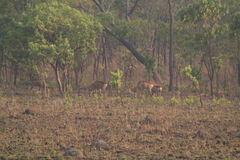 Alcelaphus buselaphus lichtensteinii