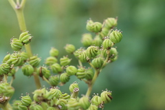Filipendula ulmaria