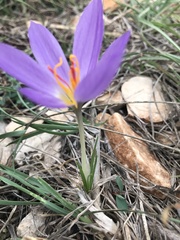 Crocus thomasii