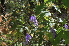 Aconitum volubile