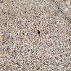 Pogonomyrmex occidentalis