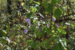 Aconitum volubile