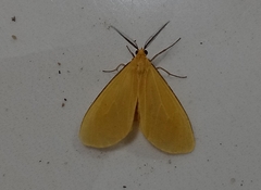 Heliactinidia nigrilinea