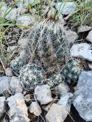 Coryphantha sulcata