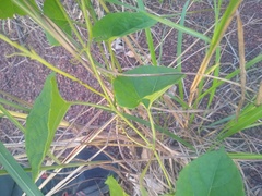 Melothria sphaerocarpa