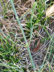 Equisetum ramosissimum
