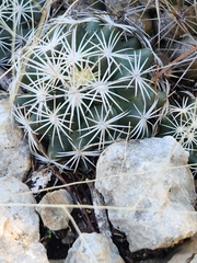 Coryphantha sulcata