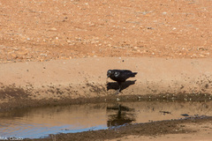 Corvus rhipidurus
