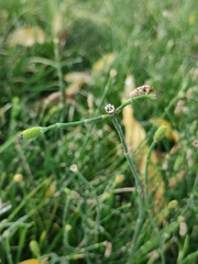 Equisetum ramosissimum