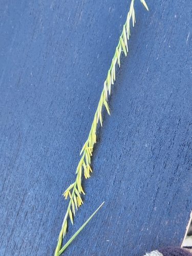 Image of Bouteloua uniflora by (c) Jo Roberts, some rights reserved (CC BY)