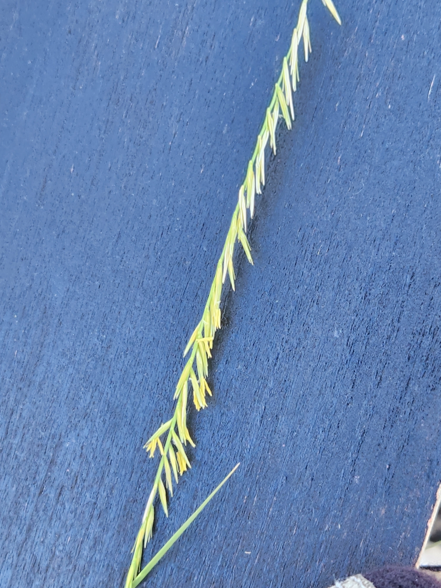Bouteloua uniflora