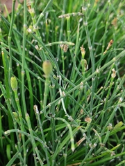 Equisetum ramosissimum