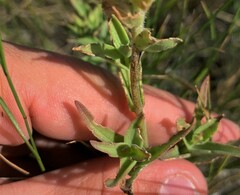 Castilleja lutescens