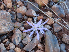 Colchicum