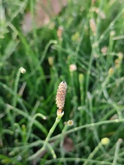 Equisetum ramosissimum