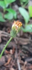 Crepis vesicaria