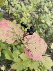 Viburnum