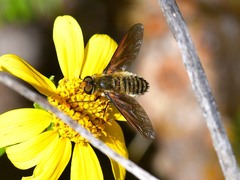 Poecilanthrax lucifer
