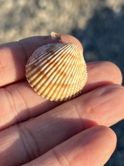 Dallocardia muricata
