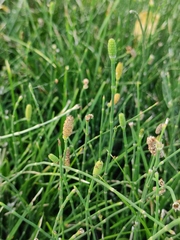 Equisetum ramosissimum
