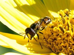 Copestylum marginatum