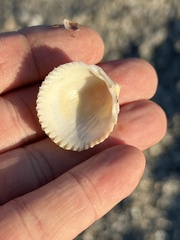 Dallocardia muricata