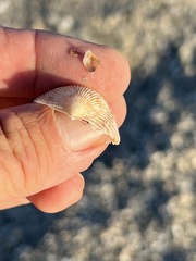 Dallocardia muricata