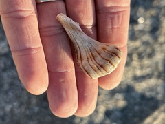 Sinistrofulgur pulleyi