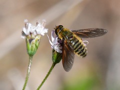 Poecilanthrax lucifer