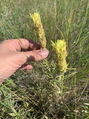 Castilleja lutescens