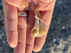 Sinistrofulgur pulleyi