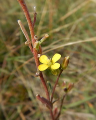 Erysimum inconspicuum