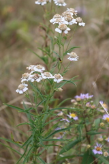 Achillea ptarmica