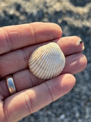 Dallocardia muricata
