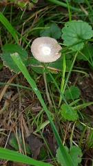 Parasola plicatilis