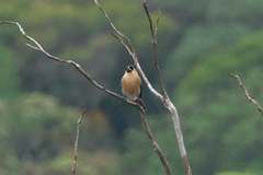Schistochlamys ruficapillus
