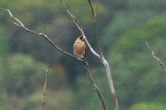 Schistochlamys ruficapillus