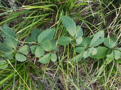 Causonis japonica