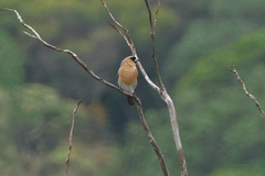 Schistochlamys ruficapillus
