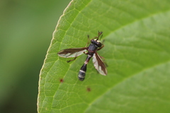 Physocephala furcillata