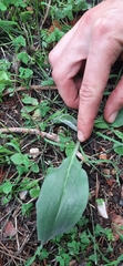 Cynoglossum creticum