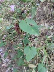 Ipomoea triloba