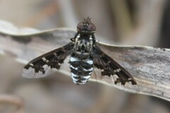 Thyridanthrax indigenus